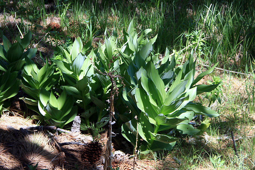 Skunk cabbage