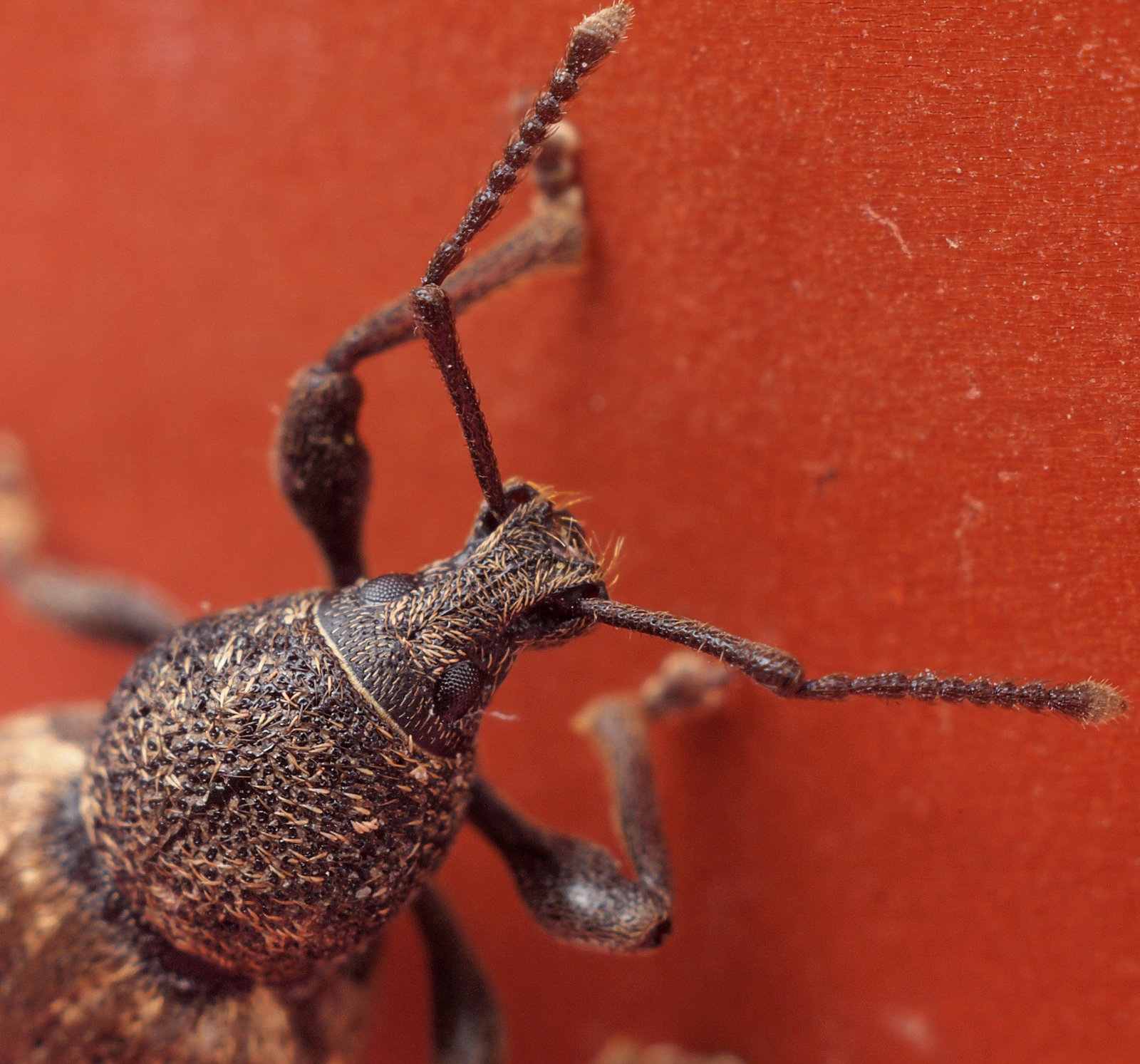 Gefurchter Dickmaulrüssler (Otiorhynchus sulcatus), auch Breitmaulrüssler