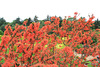 Carestown Steading Garden