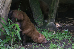 Mama Waldhund (Wilhelma)