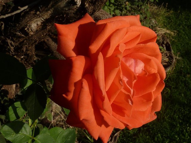 5.Rosa de lado