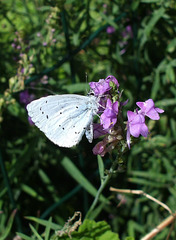 Holly Blue Lepidoptera : Family Lycaenidae: Subfamily Lycaeninae : Genus Celastrina: Species argiolus: