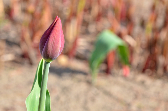 Tulip