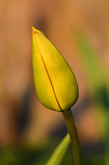 Yellow Tulip