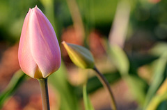 Pink Tulip