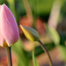 Pink Tulip