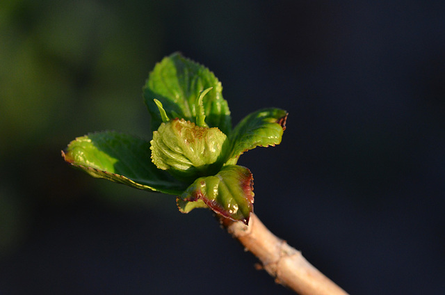 Lilac Bud