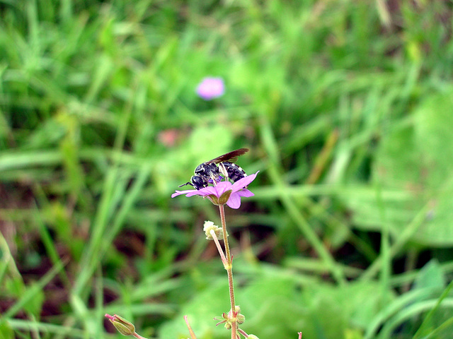 Flower + insect