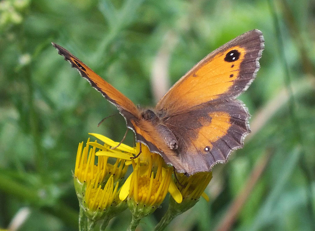 Gatekeeper (Aphantopus hyperantus)