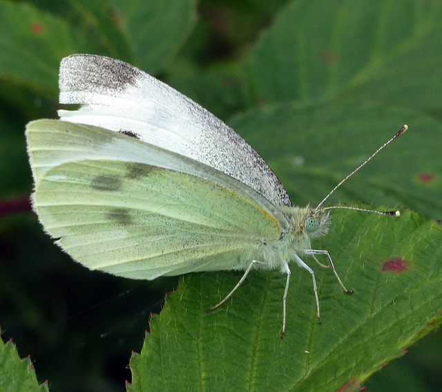 Small White (Pieris rapae) female