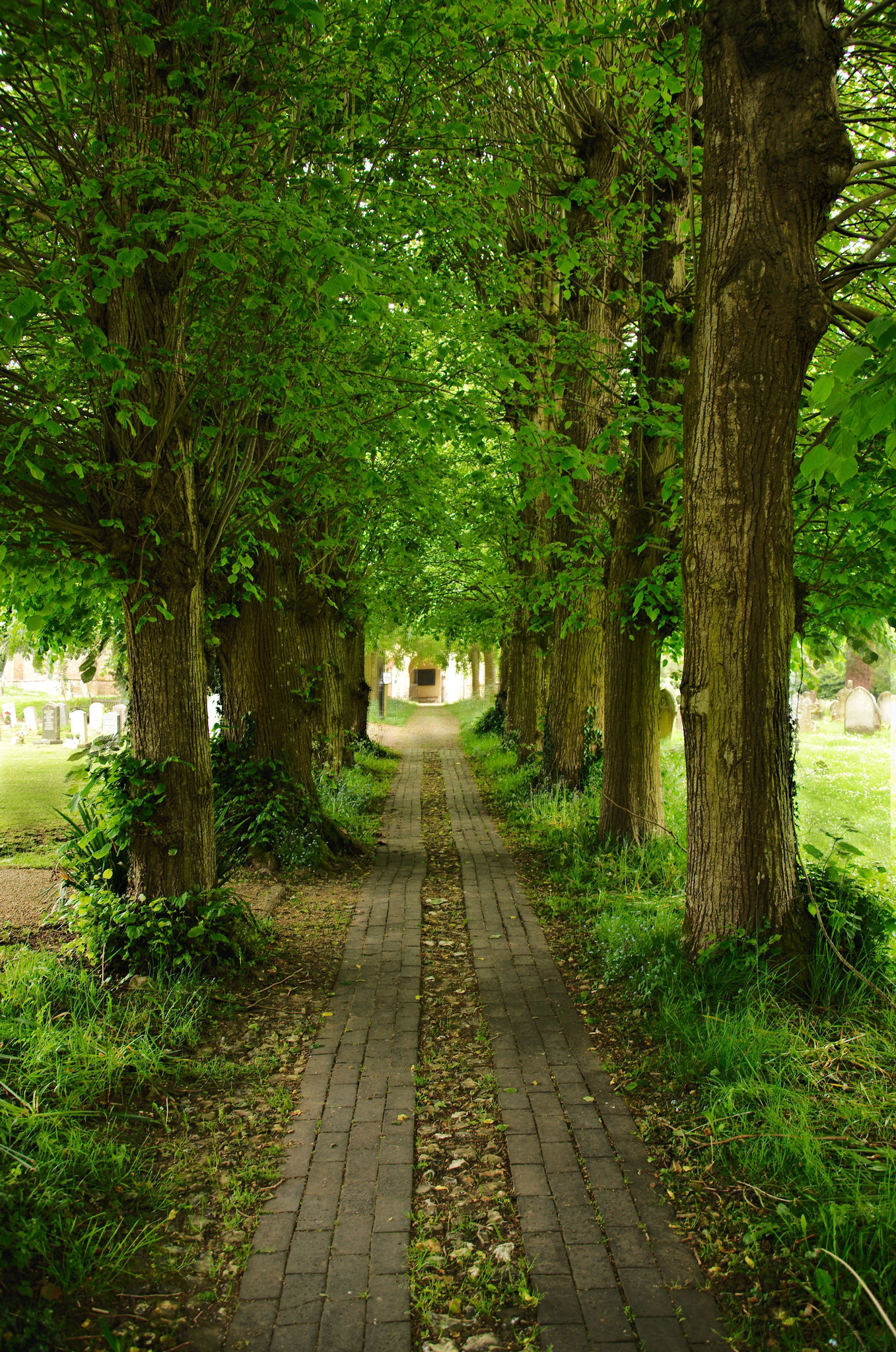 The Lime tree avenue to the North entrance porch All Saints Crondall,