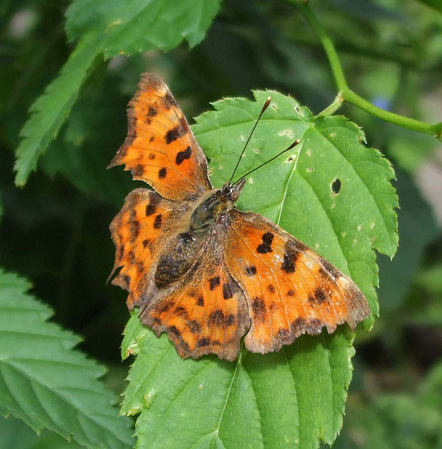 Comma- Polygonia c-album