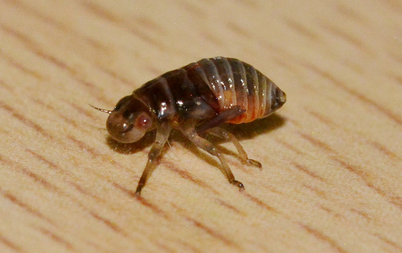 This tiny thing managed to come home on my shoe!!!