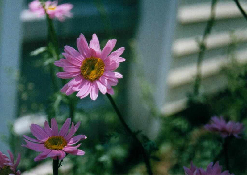 Painted Daisies