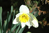 Daffodil