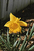 Daffodil