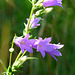 Nesselblättrige Glockenblume