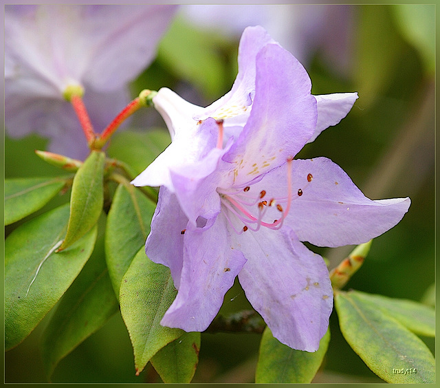 azalea