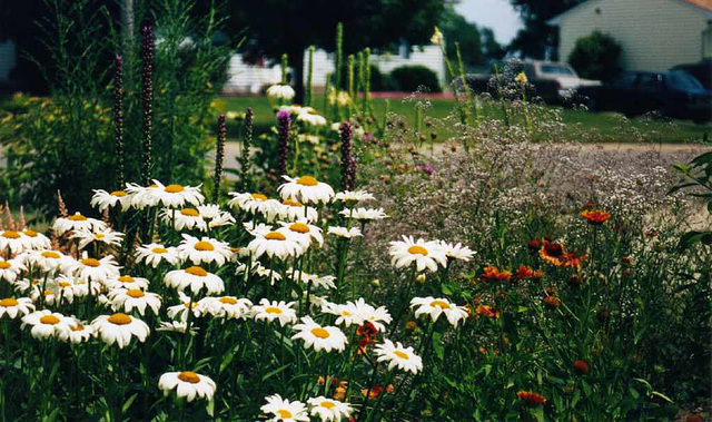 Out-Front Garden