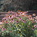 Coneflowers @ President Grant's