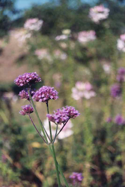 Verbena