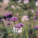 Verbena