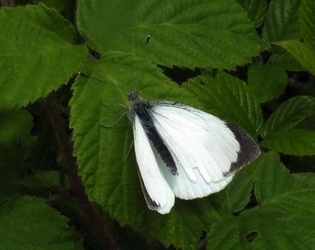 Large White Pieris brassicae - Male