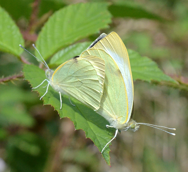 Small White Butterfles - Pieris rapae (female and male)