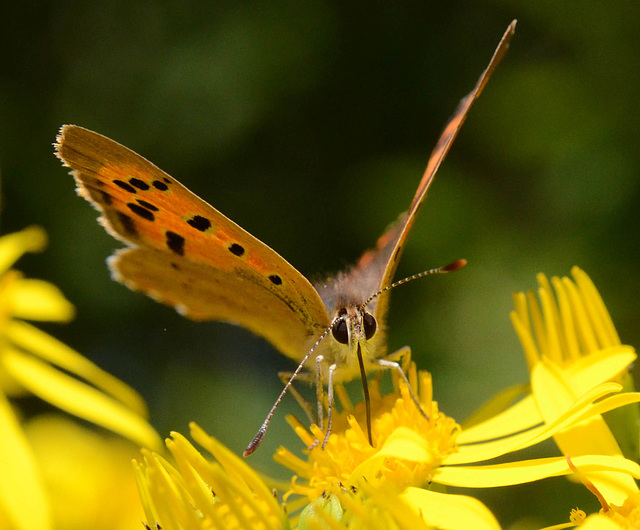 Small Copper on Ragwort