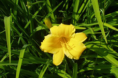 Daylily