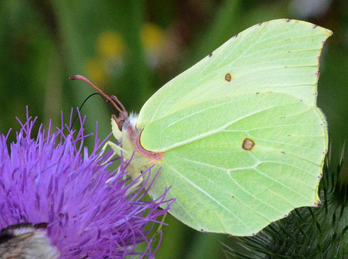 Brimstone Gonepteryx rhamni Butterfly