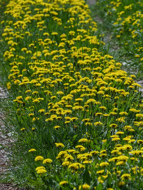 I love Dandelions