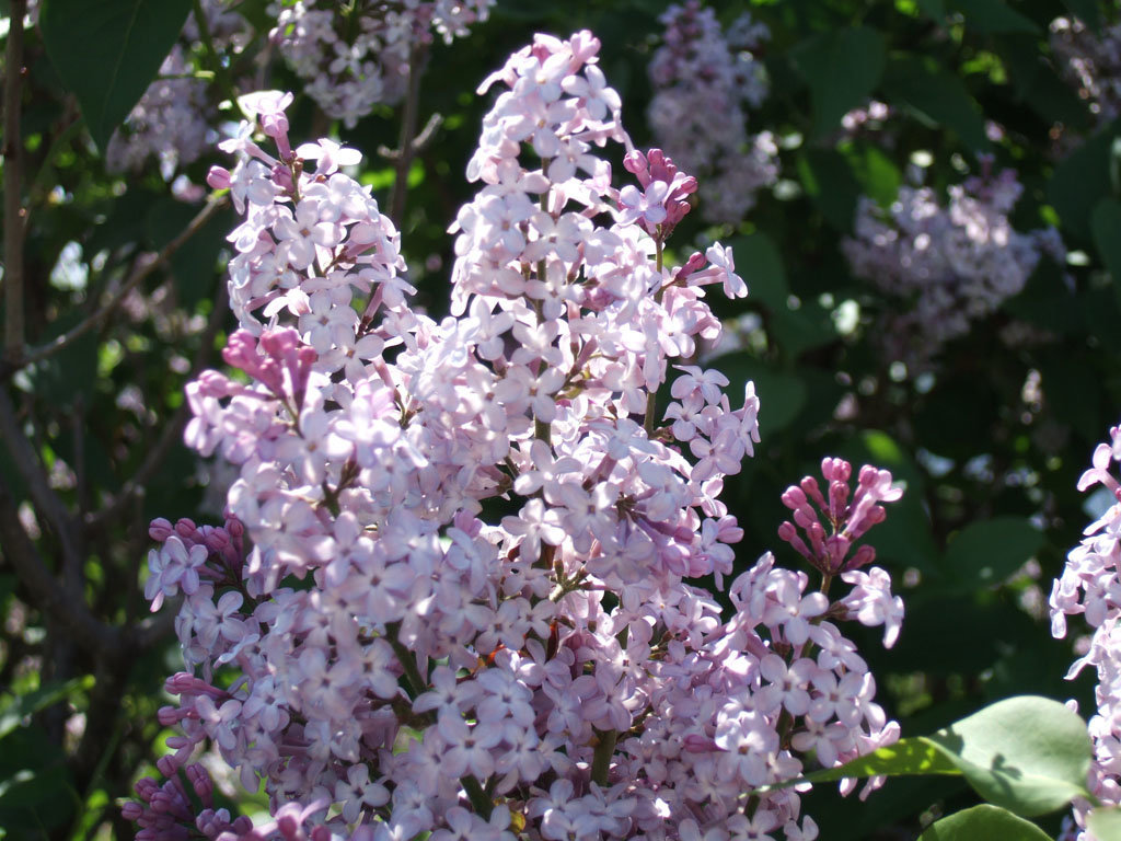 Lilac Closeup