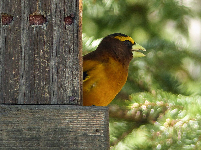 Evening Grosbeak