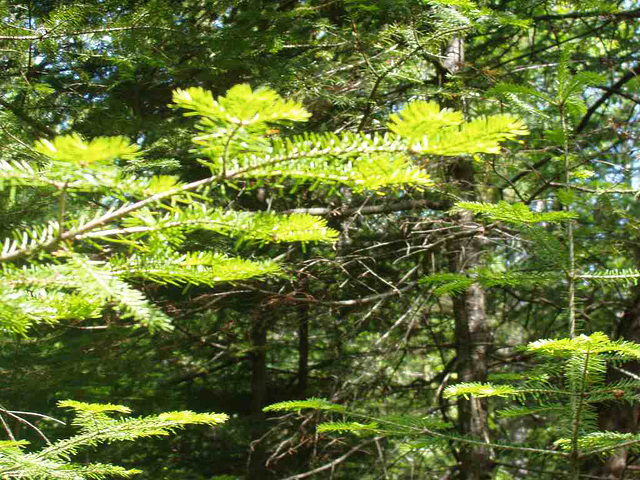 New Growth at Foley Creek