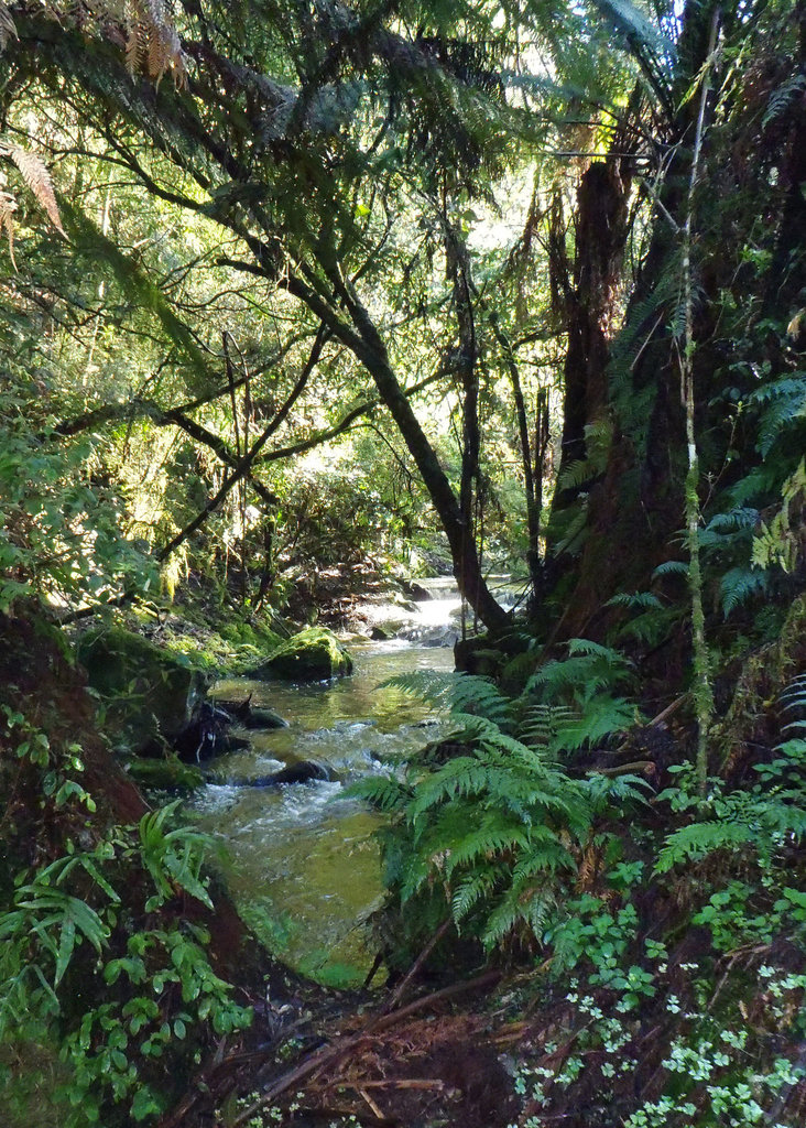 Tarra Bulga day trip