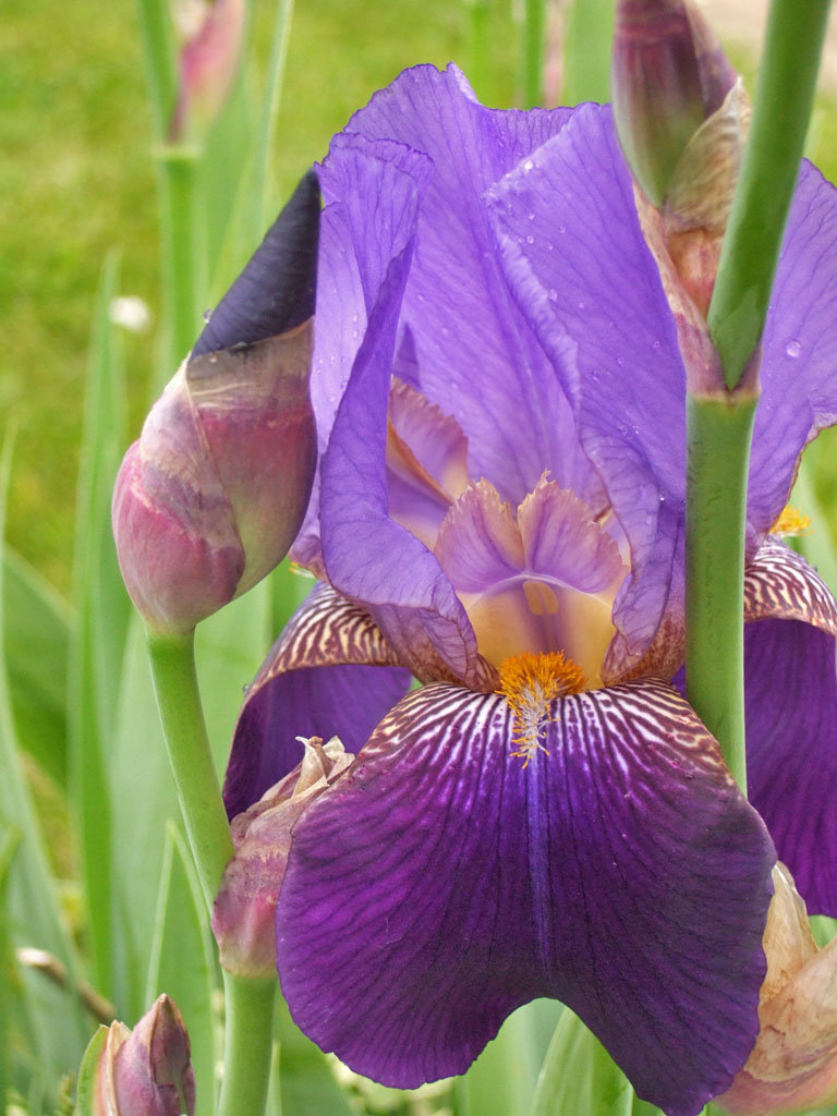 Second Iris of the Season