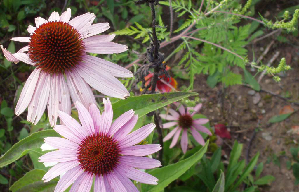 Coneflowers