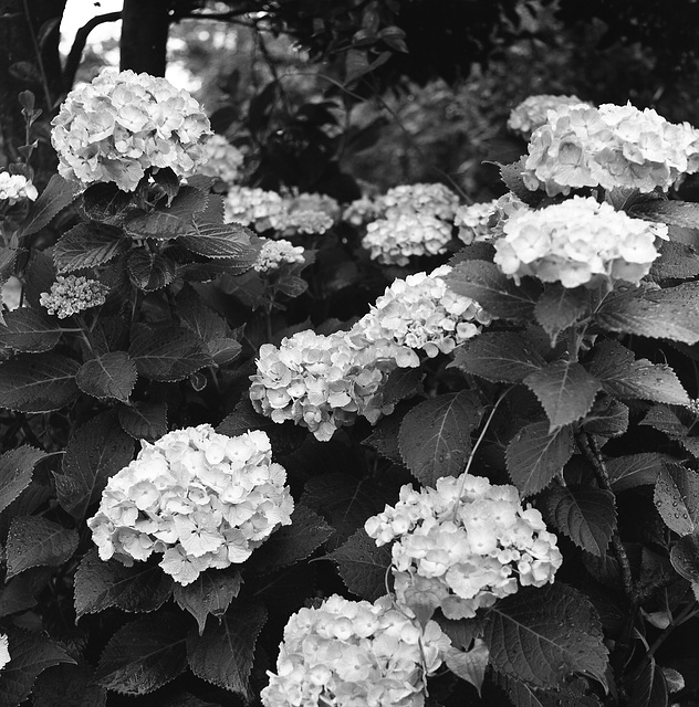 Hydrangea