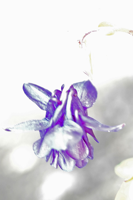 Dark Columbine