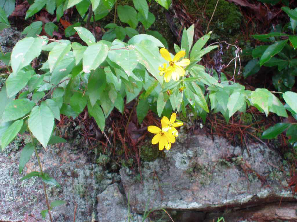 Flower @ Babcock State Park