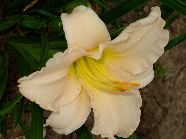 Daylily