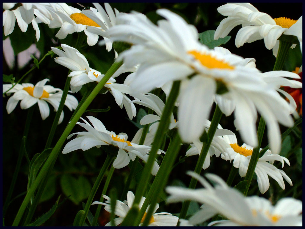 Daisies