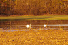 Ballade aux bords de Saône