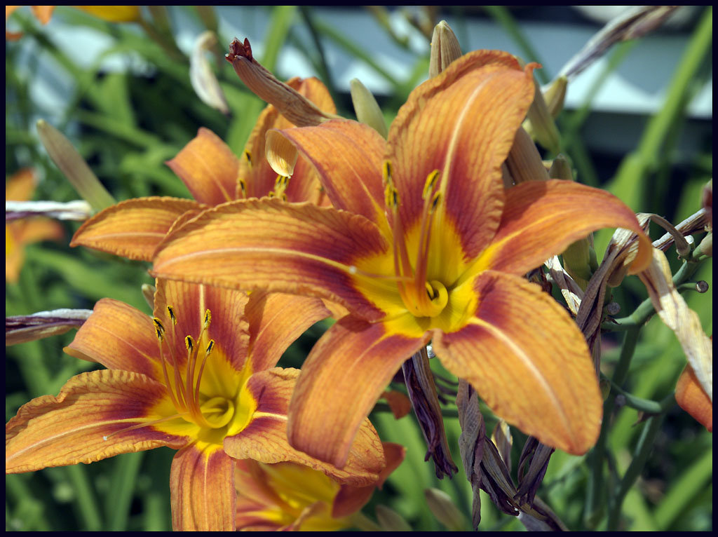 Daylilies