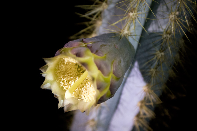 Night bloom at Virgil's garden