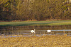 Ballade aux bords de Saône