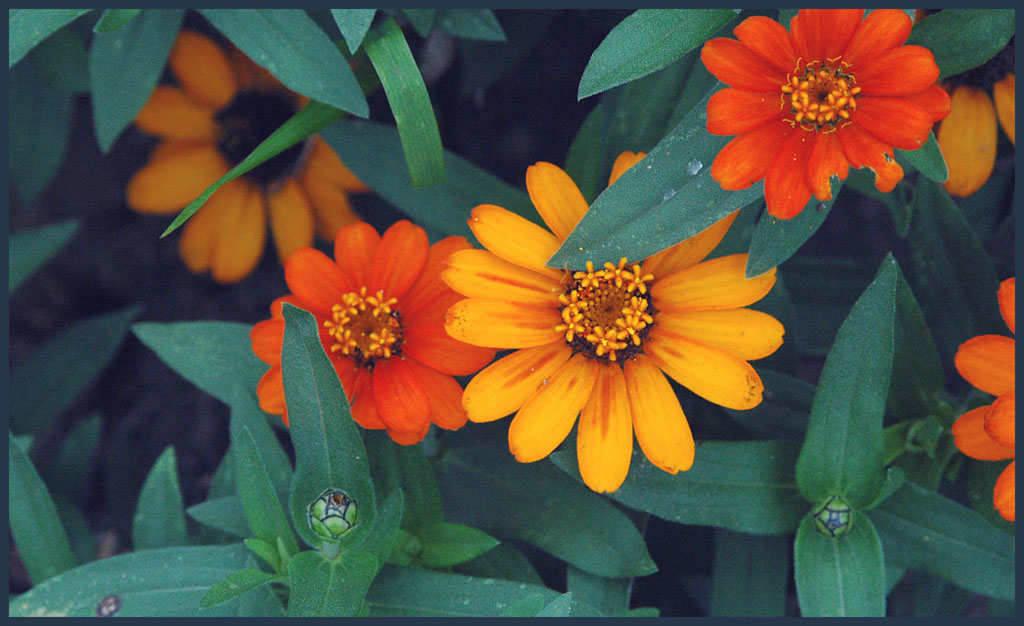 Zinnias