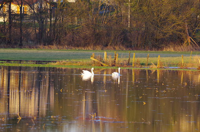 Ballade aux bords de Saône