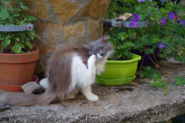 Mon petit jardin